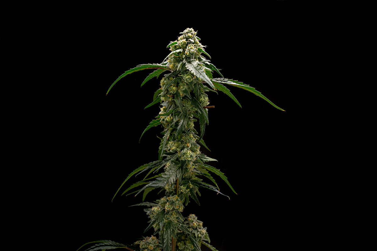 Gorilla Glue - Image 6
