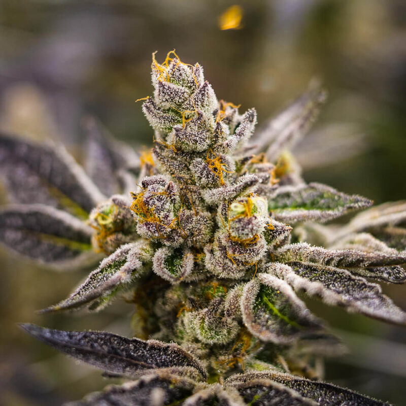 Apple Fritter strain