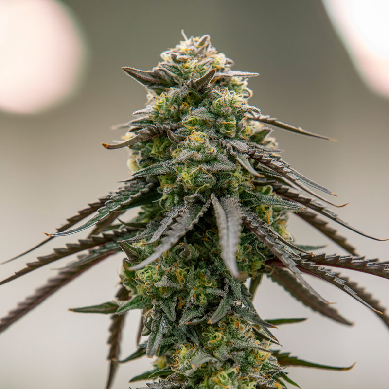 Confidential OG