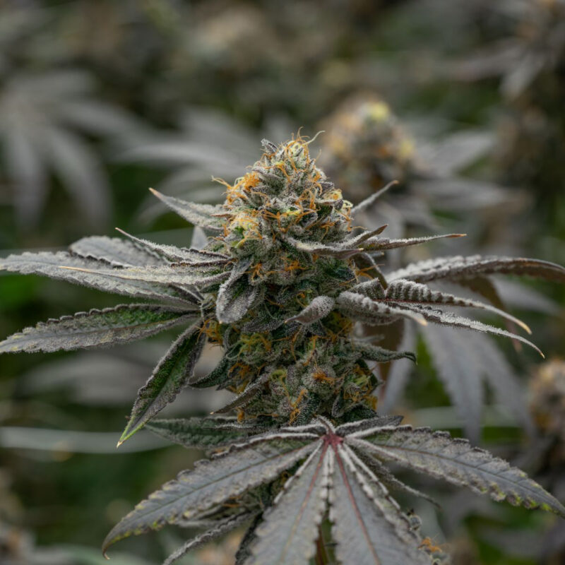 Golden Pineapple Strain - Image 2