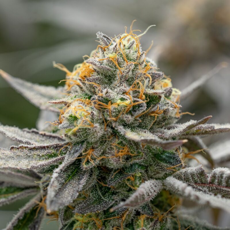 Golden Pineapple Strain - Image 3
