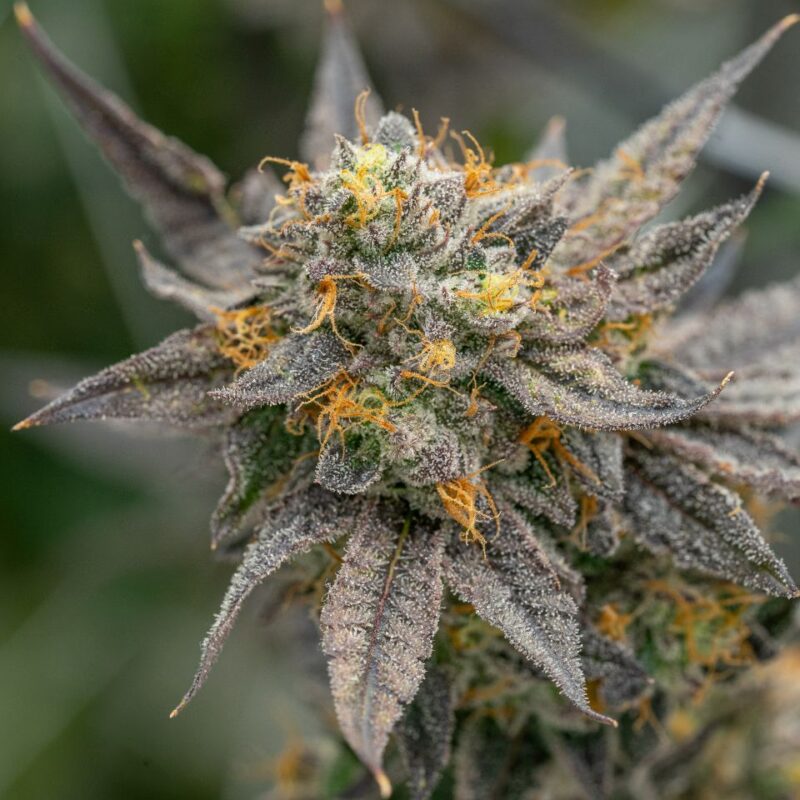 Golden Pineapple Strain - Image 4