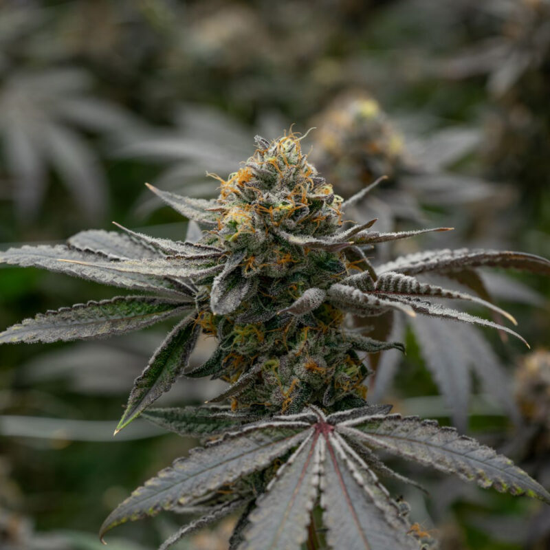 Super Runtz Strain - Image 2