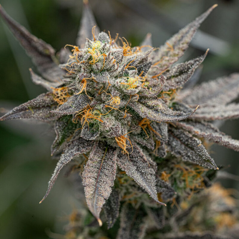 Super Runtz Strain - Image 3