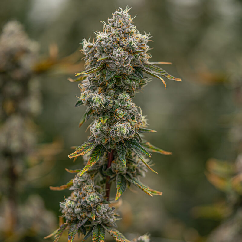 Trop Cherry Strain - Image 3