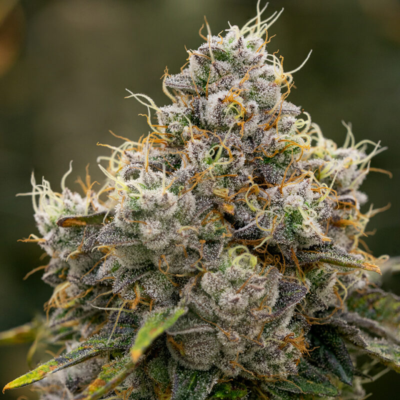 Trop Cherry Strain - Image 2