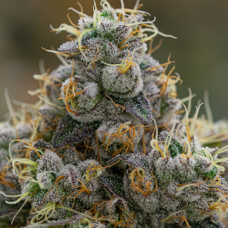 Trop Cherry Strain - Image 4