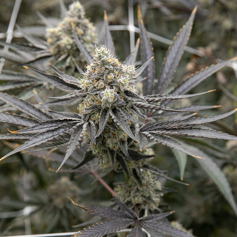 Melonade Strain - Image 2