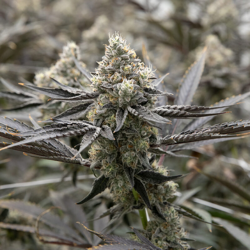 Melonade Strain - Image 3