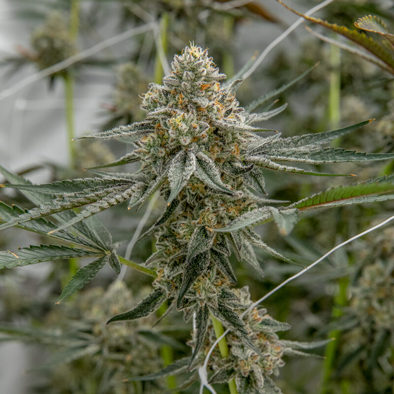 Melonade Strain - Image 4