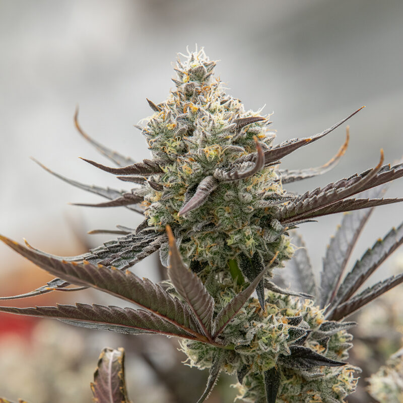 Melonade Strain - Image 5