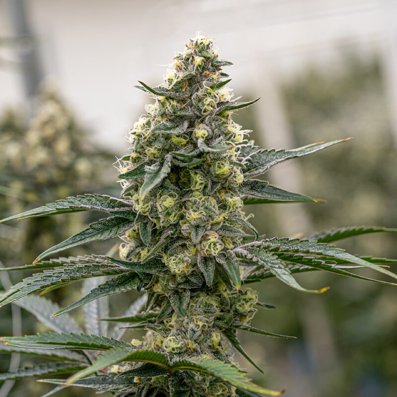 Girl Scout Cookies
