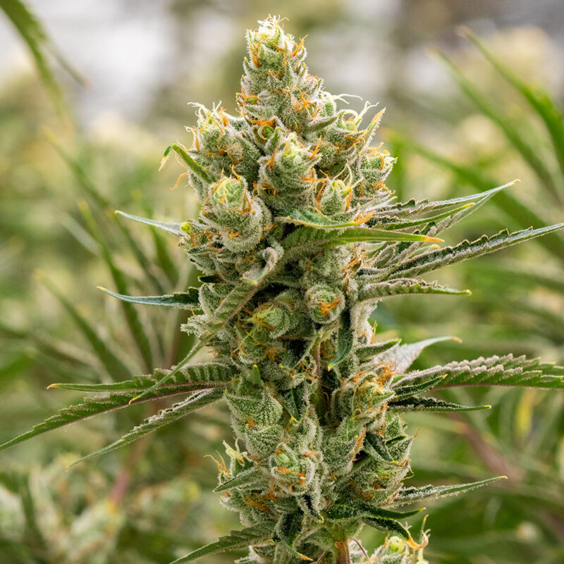amnesia haze