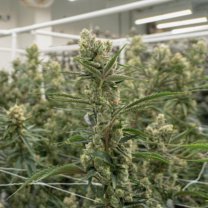 Granddaddy Purple - Image 6
