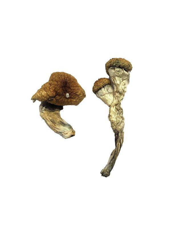 Amazonian Magic Mushrooms
