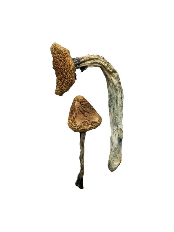 Jedi Mind Fuck Magic Mushrooms (Premium)