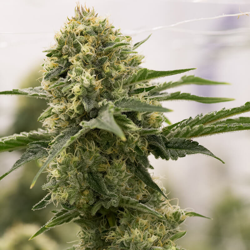Super Lemon Haze - Image 2