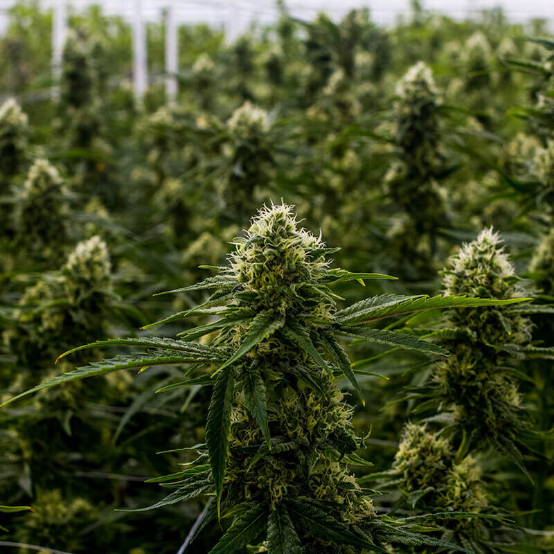 Super Lemon Haze - Image 3