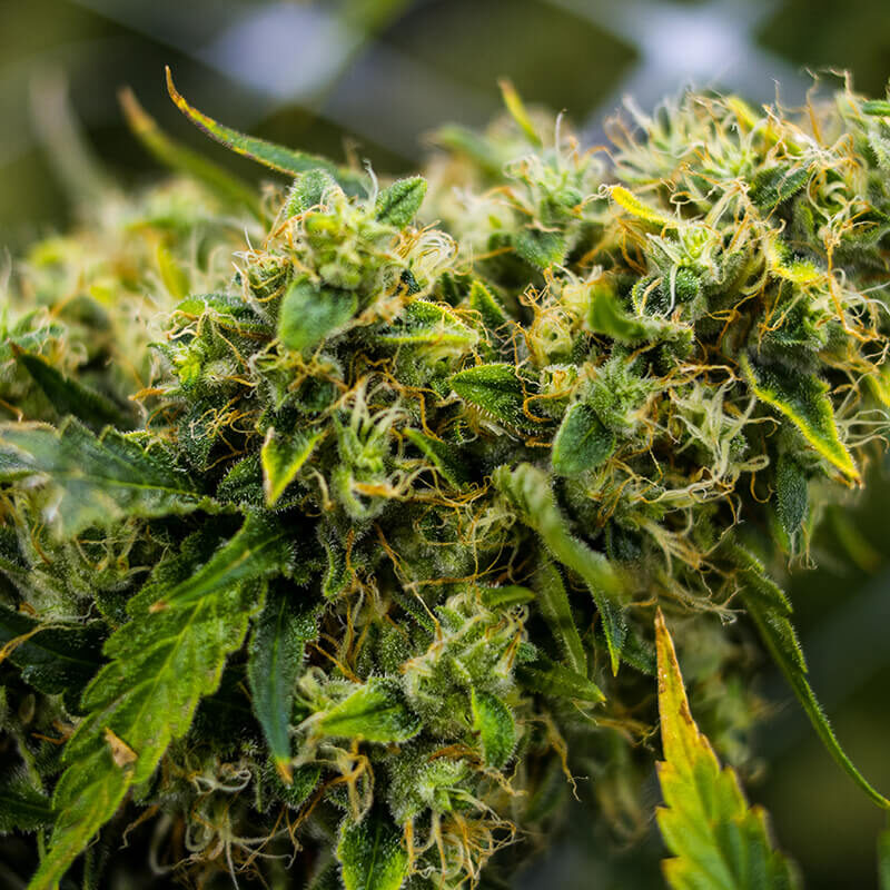Super Lemon Haze - Image 4
