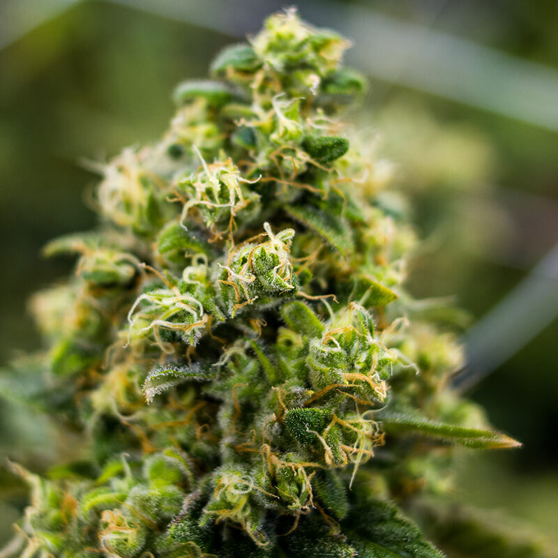Super Lemon Haze - Image 5