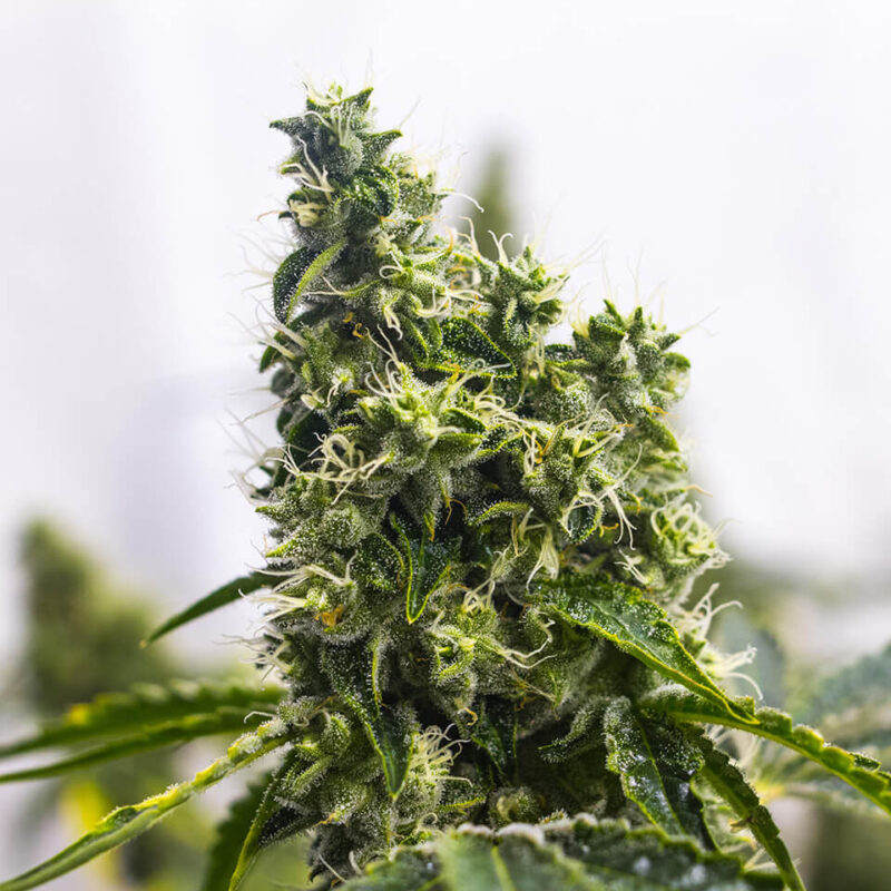 Mac 1 strain