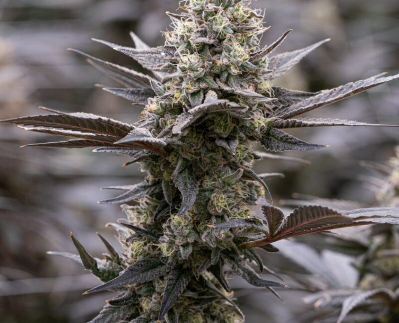 Green Crack