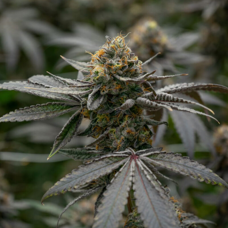 Cotton Candy strain