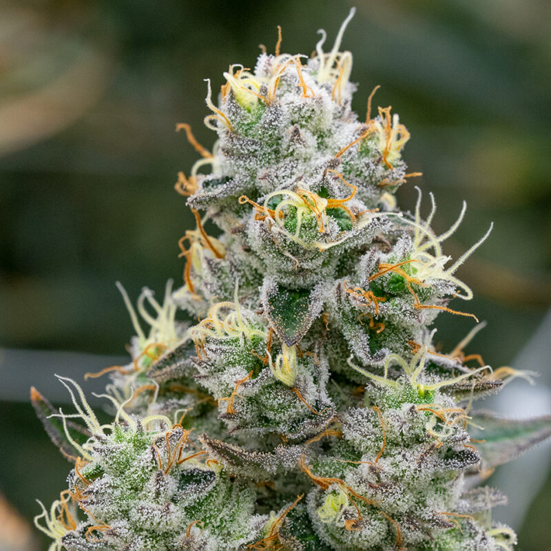 Wedding Cake Strain - Image 6