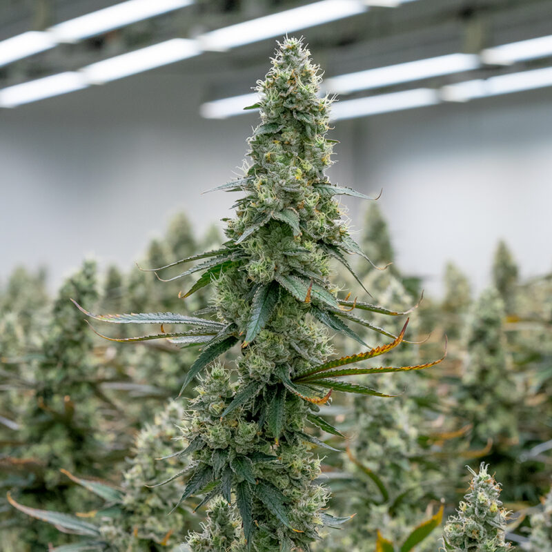 Gelato strain