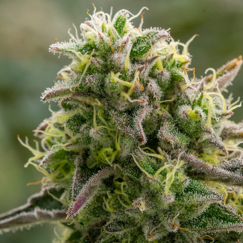 Purple Haze - Image 4