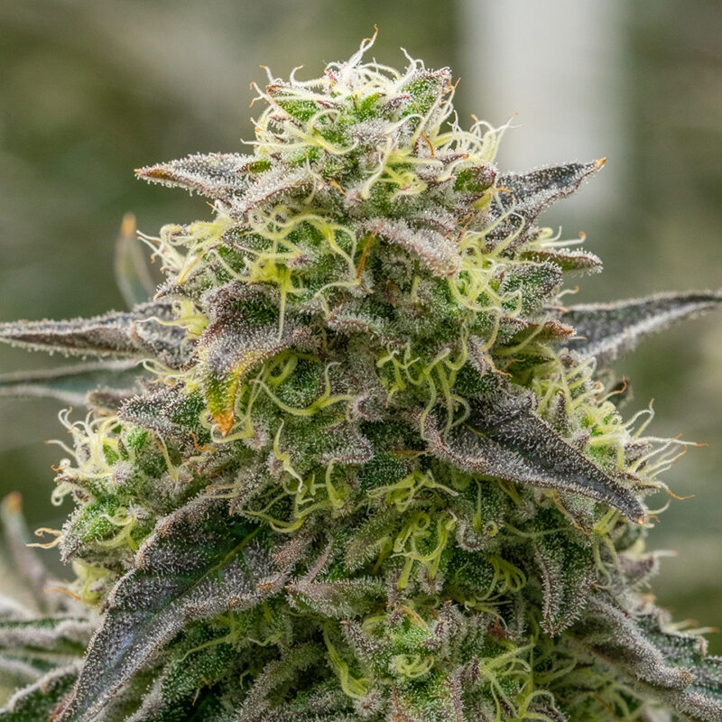 Purple Haze - Image 2