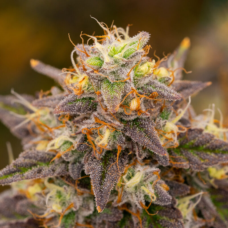 OG Kush - Image 4